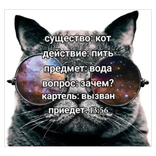 🫥 существо: кот
-действие: пить
предмет: вода
вопрос: зачем?
картель: вызван
приедет: 13:56 kat, bril, tekst, russisch, grappig, meme whatsapp sticker