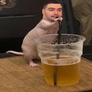 🐭 Gato Sphynx, Cerveza, Divertido, Meme, Animal whatsapp sticker