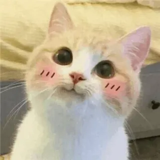 🐾 猫, 子猫, 可愛い, 動物, ペット, 飼い猫, 目 telegram sticker