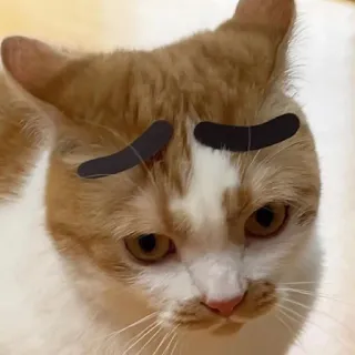 😞 kat, dier, huisdier, meme, grappig, schattig, wenkbrauwen, oranje kat telegram sticker