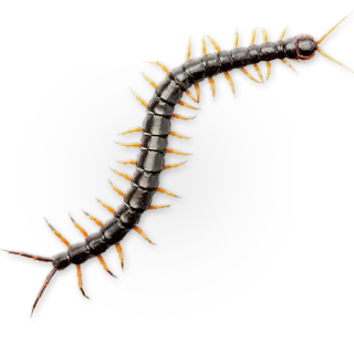 🐛 stonoga, robak, insekt, stawonóg telegram sticker