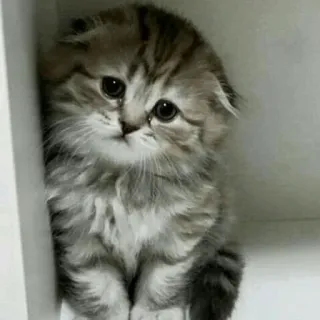 🐈 แมว, ลูกแมว, น่ารัก, สัตว์เลี้ยง, สัตว์, แมวบ้าน telegram sticker