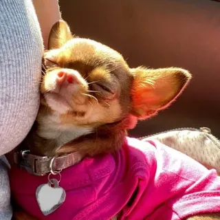 🐶 dog, chihuahua, sleepy, pet, animal telegram sticker