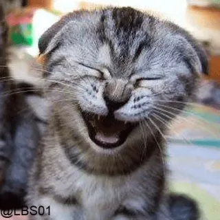 🤣 @LBS01 kitten, cat, laughing, funny, cute, feline, smiling, happy, meme whatsapp sticker