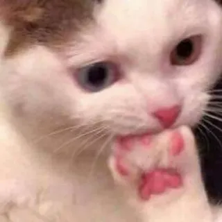 😨 Katze, Tier, süß, Haustier, Kätzchen, weiße Katze telegram sticker