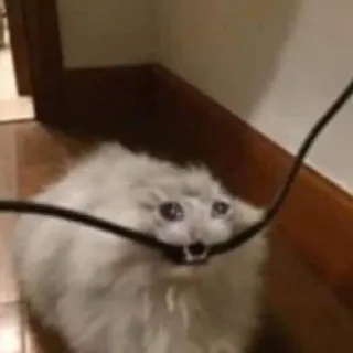 💧 Katze, Meme, Tier, verängstigt, Draht telegram sticker