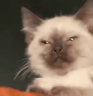 😅 gato, animal, lindo, meme, gracioso, mascota telegram sticker