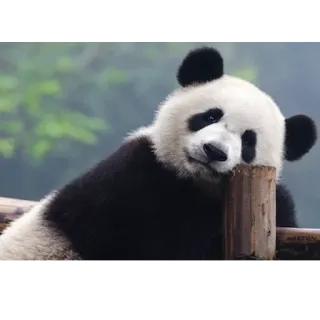 😕 panda, animal, fofo, bambu, vida selvagem, mamífero, zoo telegram sticker