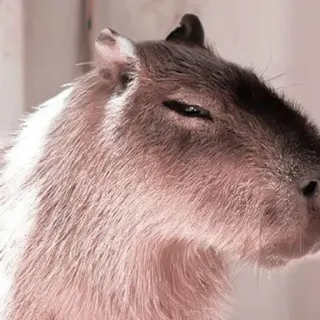 🪵 capivara, roedor, animal, fofo, vida selvagem, mamífero telegram sticker