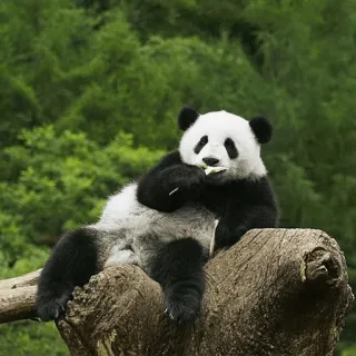 😕 panda, animal, vida selvagem, natureza, bambu, mamífero, fofo telegram sticker