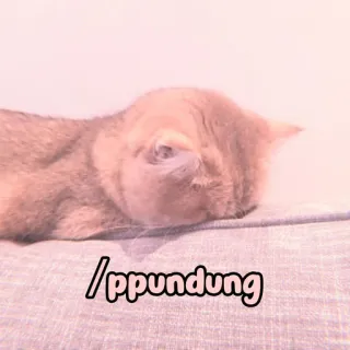 🐈 ippundung cat, kitten, sleeping, cute, animal, domestic cat whatsapp sticker