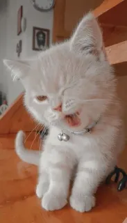😉 고양이, 새끼 고양이, 귀여운, 동물, 애완 동물 telegram sticker