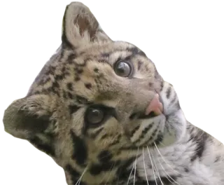 😗 Nebelparder, Tier, Leopard, Säugetier, Wildtier, Katze telegram sticker
