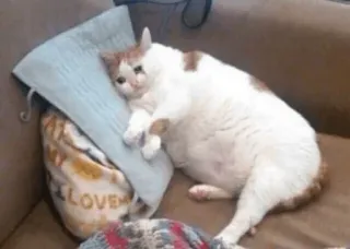 😩 猫, 動物, 悲しい, 可愛い, 枕 telegram sticker