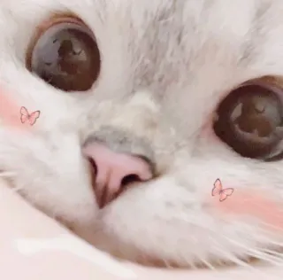 🥺 gato, animal, fofo, animal de estimação, gatinho, olhos telegram sticker