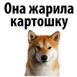 ☄️ Она жарила картошку dog, shiba inu, text, russian, meme, pet, animal, potato telegram sticker