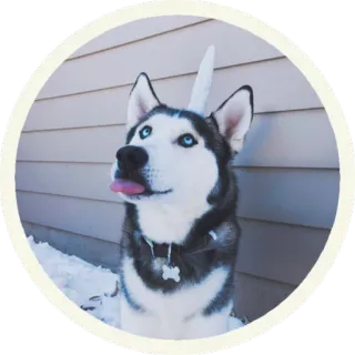 😋 hond, husky, eenhoorn, huisdier, dier, schattig telegram sticker