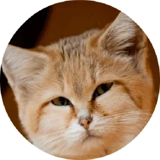 😖 chat, chat des sables, animal, faune, mignon, désert telegram sticker