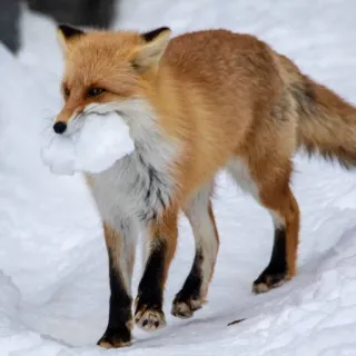 🦊 fox whatsapp sticker