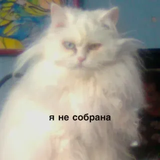 😠 я не собрана แมว, แมวขาว, รัสเซีย, ปุย, มีม telegram sticker