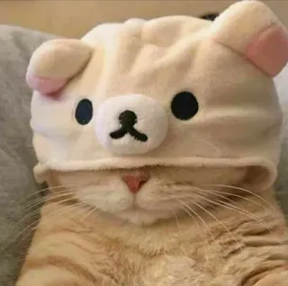 😴 Katze, Tier, Haustier, Säugetier, süß, Hut, Bär, orange telegram sticker