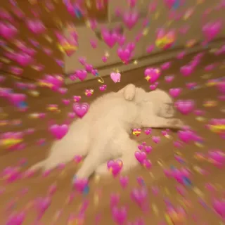 💖 Hund, Herzen, süß, Tier, Haustier, Liebe whatsapp sticker