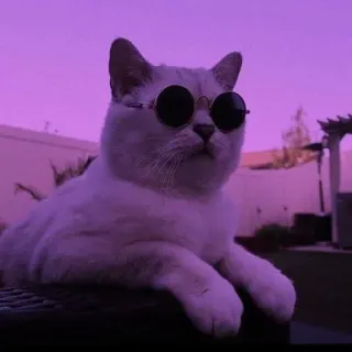 🌸 猫, サングラス, クール, 動物, ペット telegram sticker