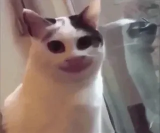 🥺 cat, meme, funny, animal, pet telegram sticker