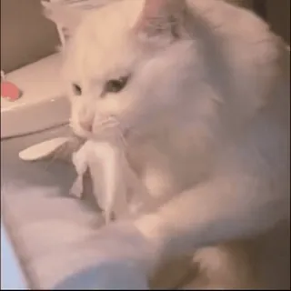 🚽 cat, white cat, animal, domestic cat, fluffy cat, pet whatsapp sticker