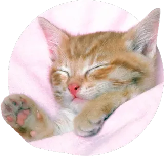😴 gatinho, gato, dormindo, fofo, animal, animal de estimação whatsapp sticker