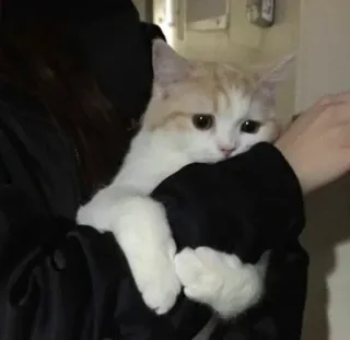 💓 кот, милый, домашнее животное, животное, домашняя кошка, млекопитающее whatsapp sticker