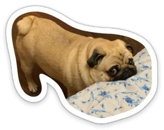 😐 dog, pug, animal, pet telegram sticker