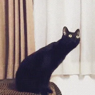 🐈‍⬛ mèo, mèo đen, động vật, thú cưng, cửa sổ, mắt telegram sticker