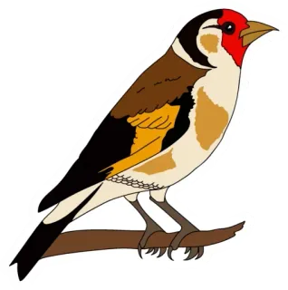 🙁 bird, animal, nature, finch whatsapp sticker