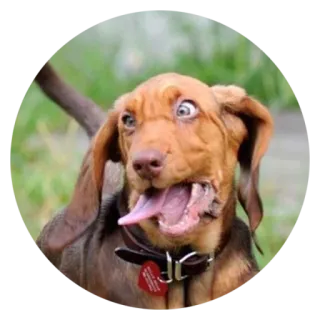 🙃 犬, 面白い, ミーム, 動物, ペット, かわいい telegram sticker