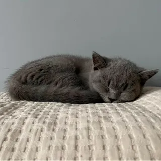 😴 kucing, tidur, kucing abu-abu, hewan peliharaan, hewan, anak kucing telegram sticker