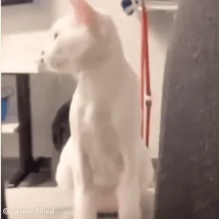 ❤️ gatto, gatto bianco, animale, animale domestico, animale domestico telegram sticker