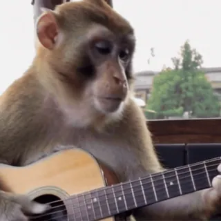 🎸 monkey, guitar, animal, music, playing, primate, cute telegram sticker