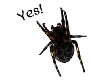😰 Yes! spider, arachnid, yes, bug, insect telegram sticker