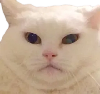😡 cat, animal, white cat, pet, domestic animal, mammal telegram sticker