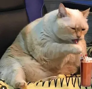 🐱 chat, animal, boisson, boire, animal de compagnie, mignon, chocolat, crème fouettée telegram sticker