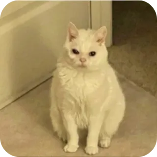😭 chat, chat blanc, animal, animal de compagnie, animal domestique, chat assis, chat grincheux telegram sticker