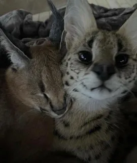 😴 karakal, serval, katze, katzenartig, tier, wildtier, exotisches haustier whatsapp sticker
