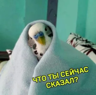 🤨 ЧТО ТЫ СЕЙЧАС СКАЗАЛ? นก, นกแก้ว, ผ้าขนหนู, น่ารัก, สัตว์ telegram sticker