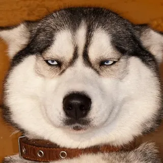 😒 cane, husky, animale, animale domestico, occhi blu, collare, carino telegram sticker