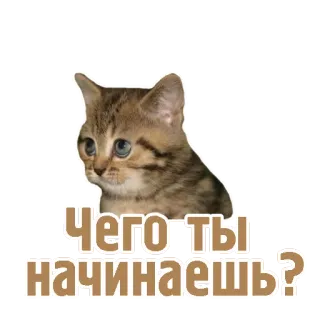 😔 Чего ты начинаешь? gatto, divertente, meme, russo, curioso telegram sticker