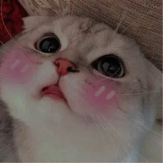 💗 kat, kitten, schattig, dier, huisdier, blozen telegram sticker