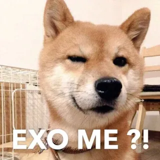 🙄 EXO ME?! cachorro, shiba inu, meme, expressão, pergunta whatsapp sticker