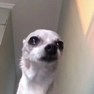 🥺 Hund, Chihuahua, Tier, Haustier, süß whatsapp sticker