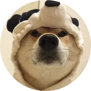 🤕 pies, shiba inu, czapka panda, słodkie, zwierzę telegram sticker